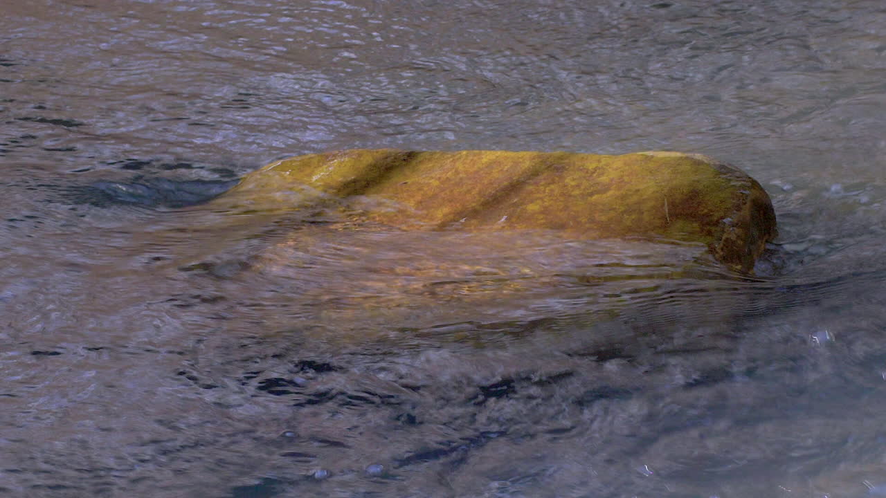 Increspature e riflessi sulla superficie di un ruscello mentre scorre attorno a una roccia.