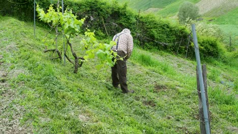 winemaker inspects grapevines in a lush vineyard on a sunny hillside, showcasing agriculture and viticulture