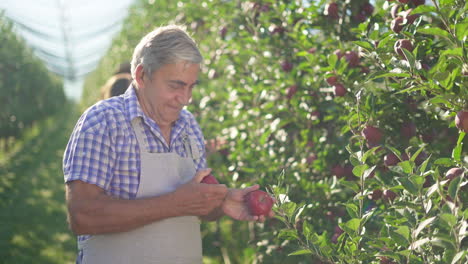 Senior man inspecting apples in an orchard