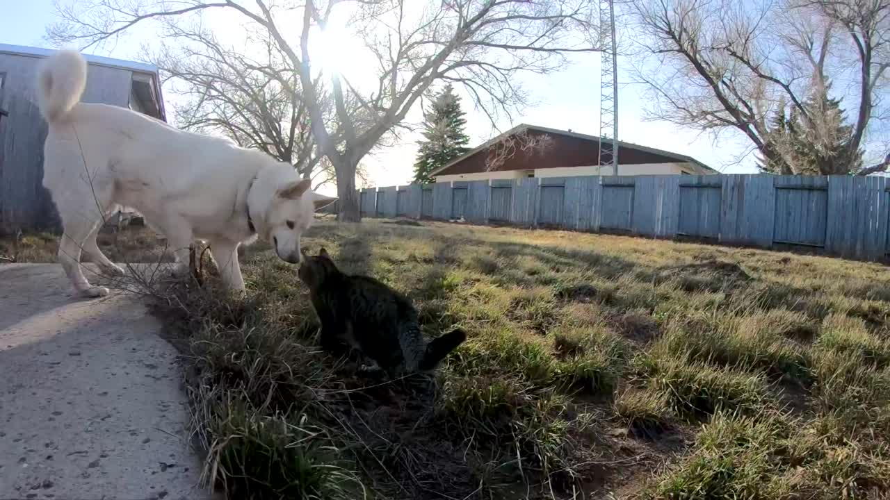 슬로우 모션 - 흰색 허스키 개가 집 뒤뜰에 있는 태비 고양이와 친구가 됩니다.