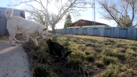 slow motion - white husky dog being friends with a tabby cat in the backyard of a house