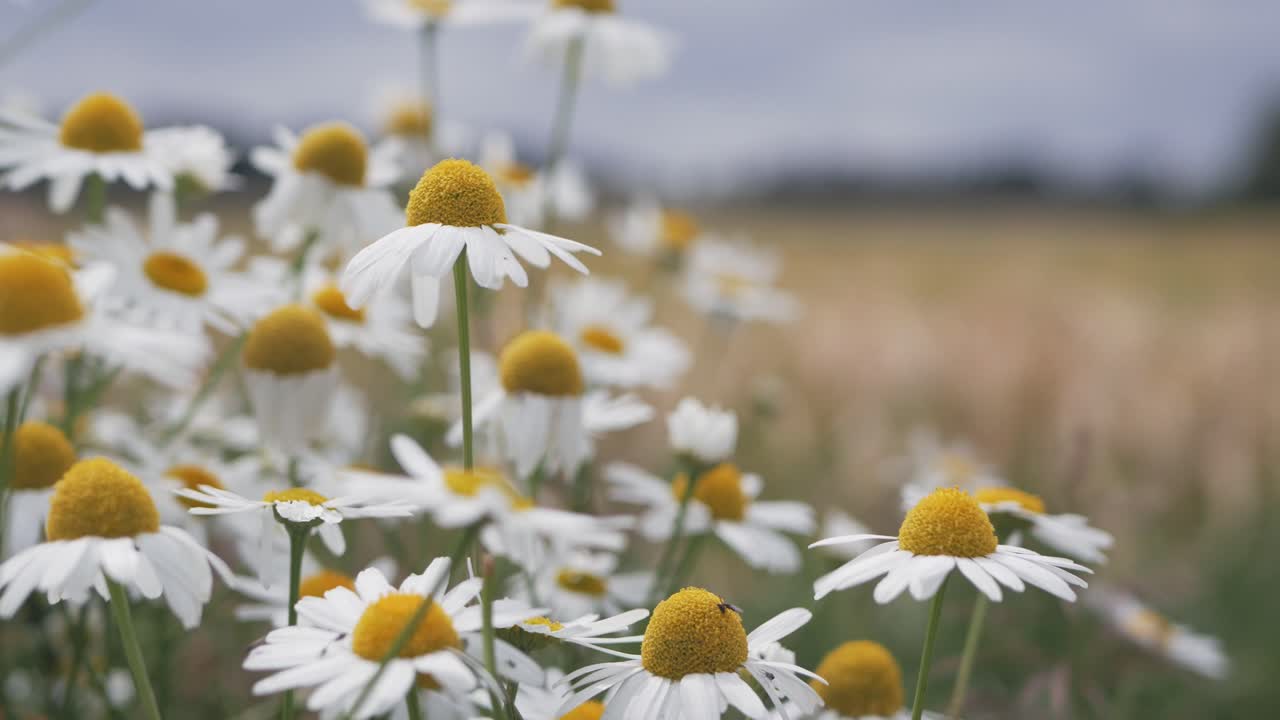 Close up of white flowers with big yellow center, Daisy flowers, Asteraceae family, beauty of nature, selective focus, beauty of countryside