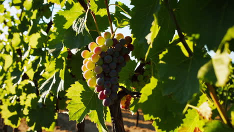 grapes in a vineyard at sunset