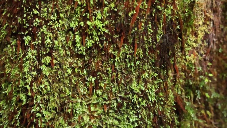 Prossimo piano del muschio sulla corteccia degli alberi