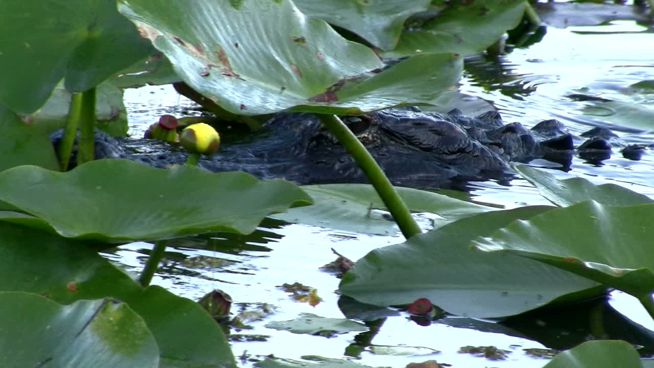 플로리다 에버글레이즈의 단풍 사이로 미끄러지는 악어