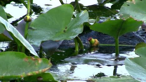 an alligator glides through foliage in the everglades florida