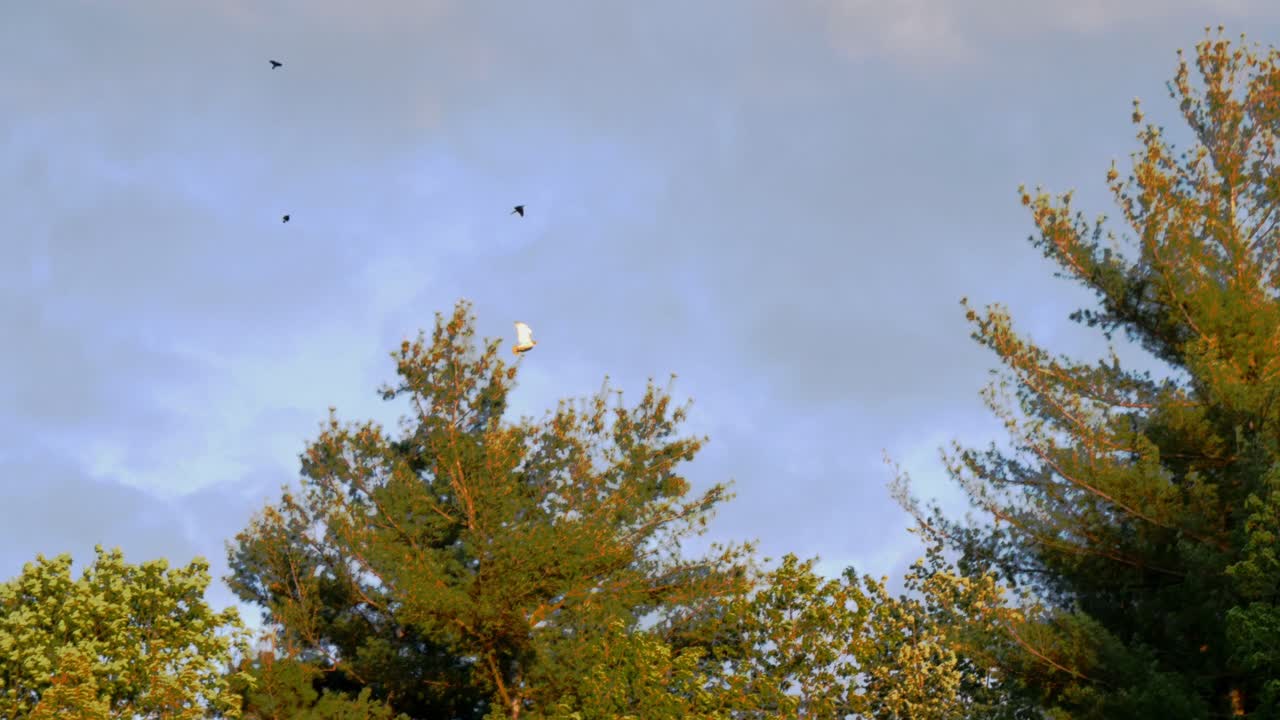붉은 꼬리 매는 이 광각 사진에서 나무 줄 근처의 흐린 푸른 하늘에 대해 세 마리의 작은 새에게 공격을 받습니다.