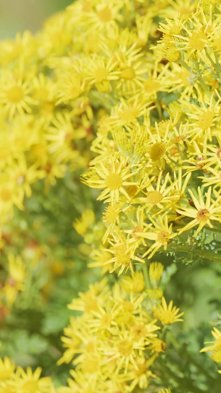 A smooth close-up pan across dense clusters of yellow daisy-like wildflowers outdoors, with soft natural daylight and shallow depth of field
