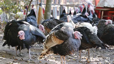 aves de pavo negro