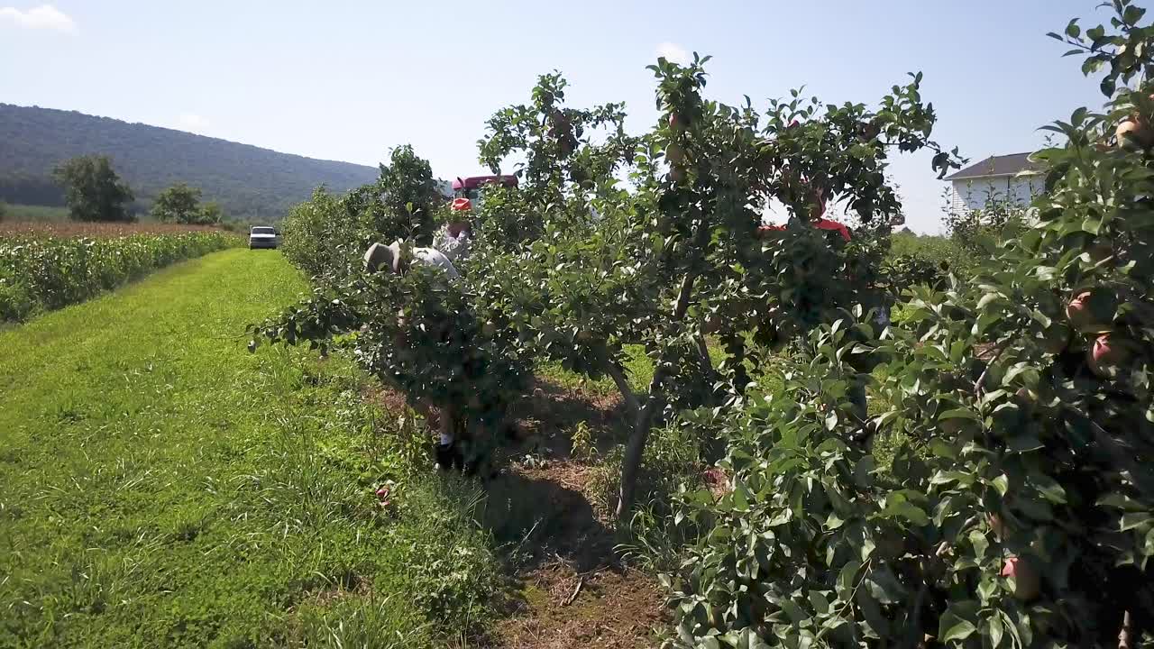Apple Orchard Scenery