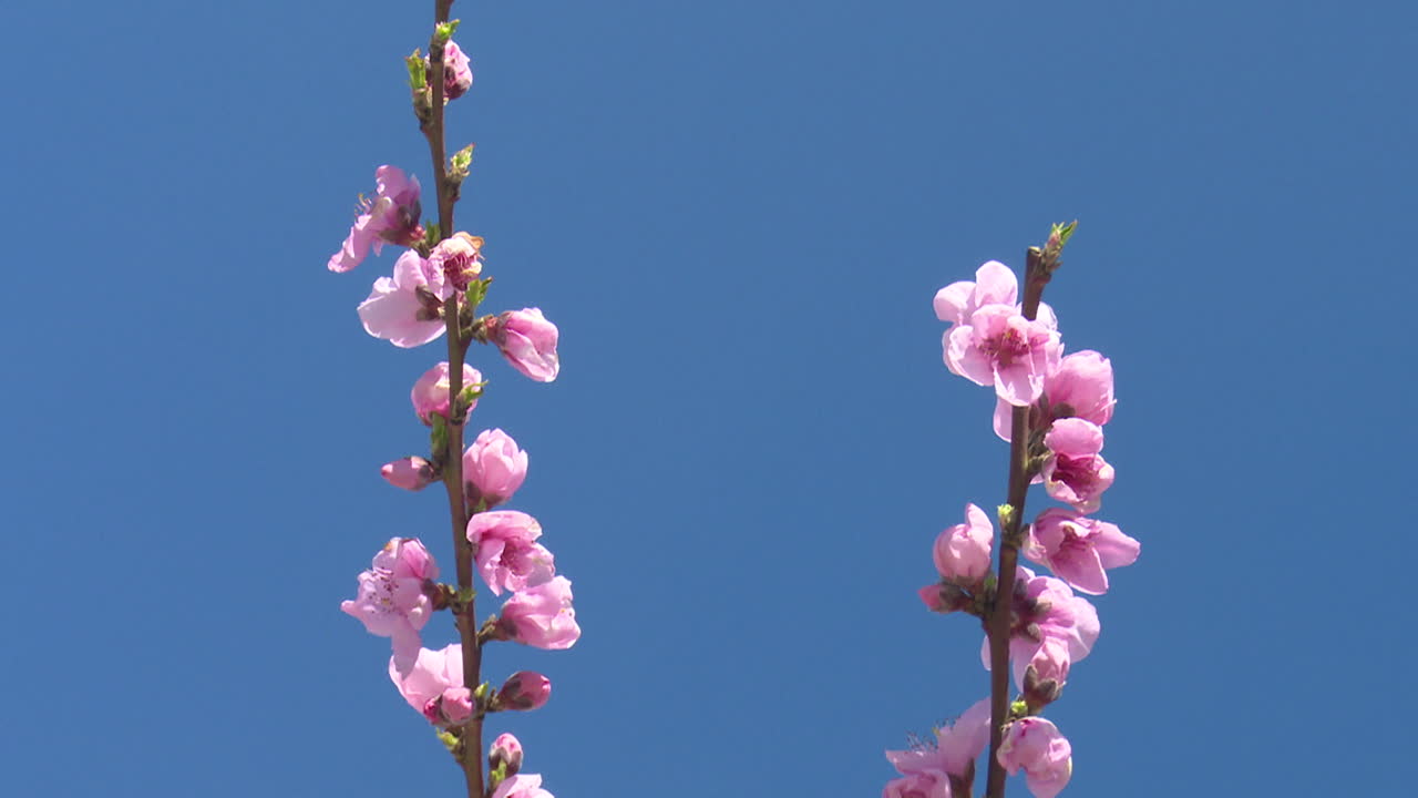 Pink Peach Blossoms Against a Blue Sky