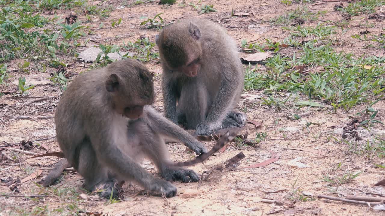 dos pequeños monos macacos comiendo - cerrar