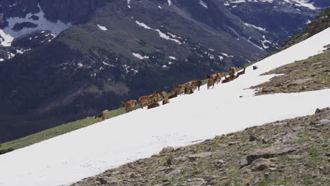 Alces-Salvajes-En-Cámara-Lenta-En-La-Ladera-De-Una-Montaña