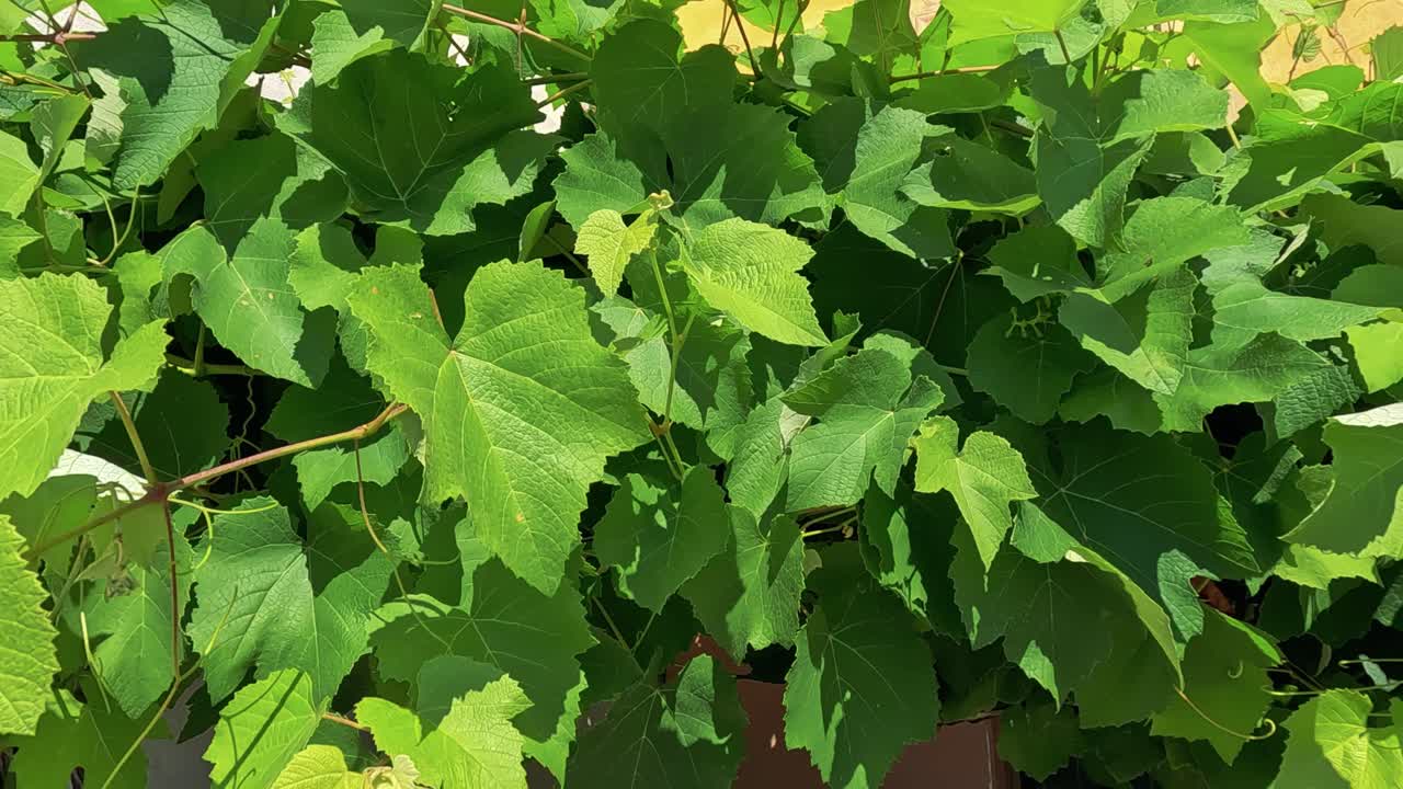 hojas verdes de viñedo en el campo italiano
