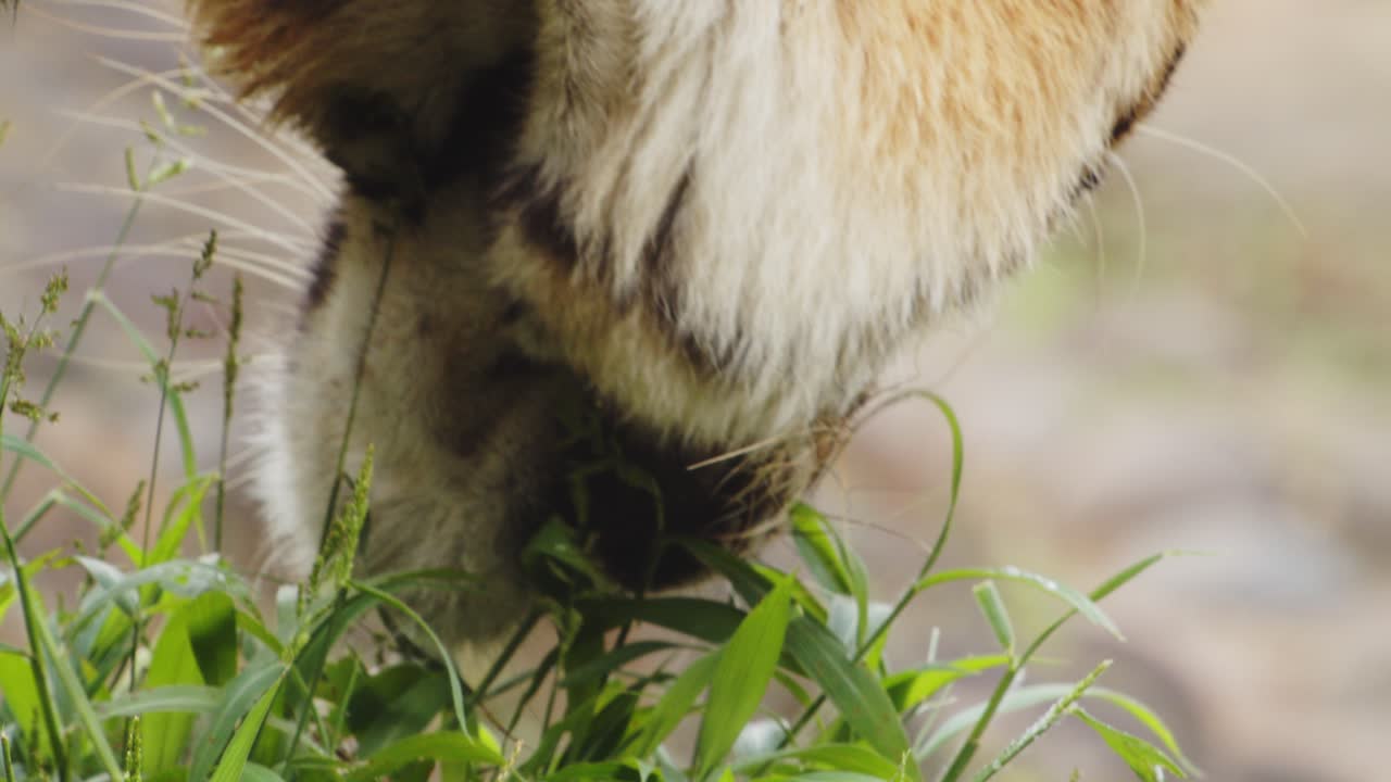 cerca de tigre de bengala comiendo hierba en el desierto, cámara lenta