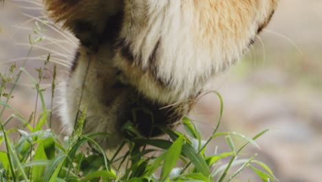 Close-Up-of-Bengal-Tiger-Eating-Grass-in-Wilderness,-Slow-Motion