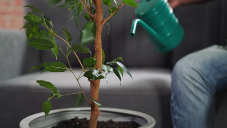 african-american gardener waters ficus tree with can at home