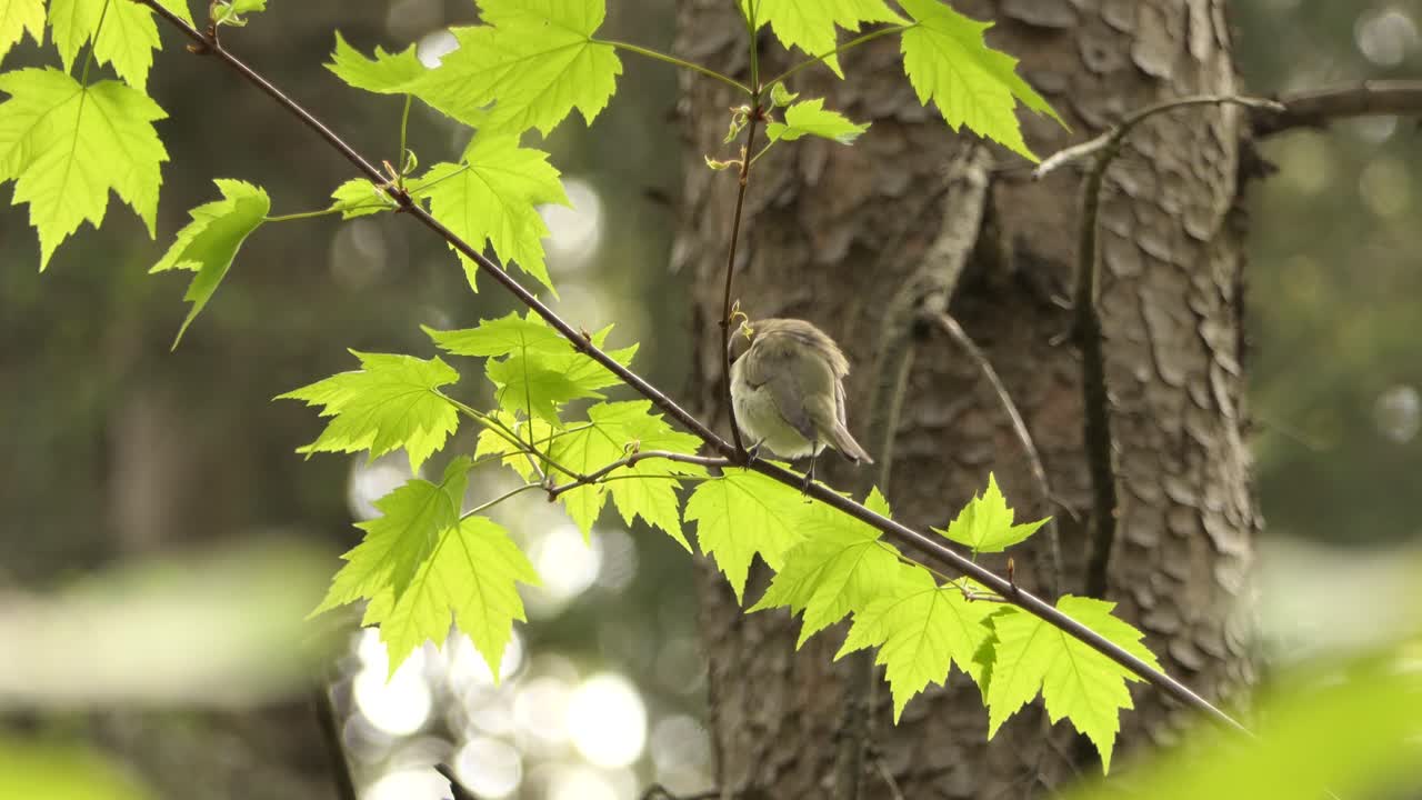 pájaro vireo de ojos rojos posado en una rama de arce verde en el bosque, tiro estático de vida silvestre