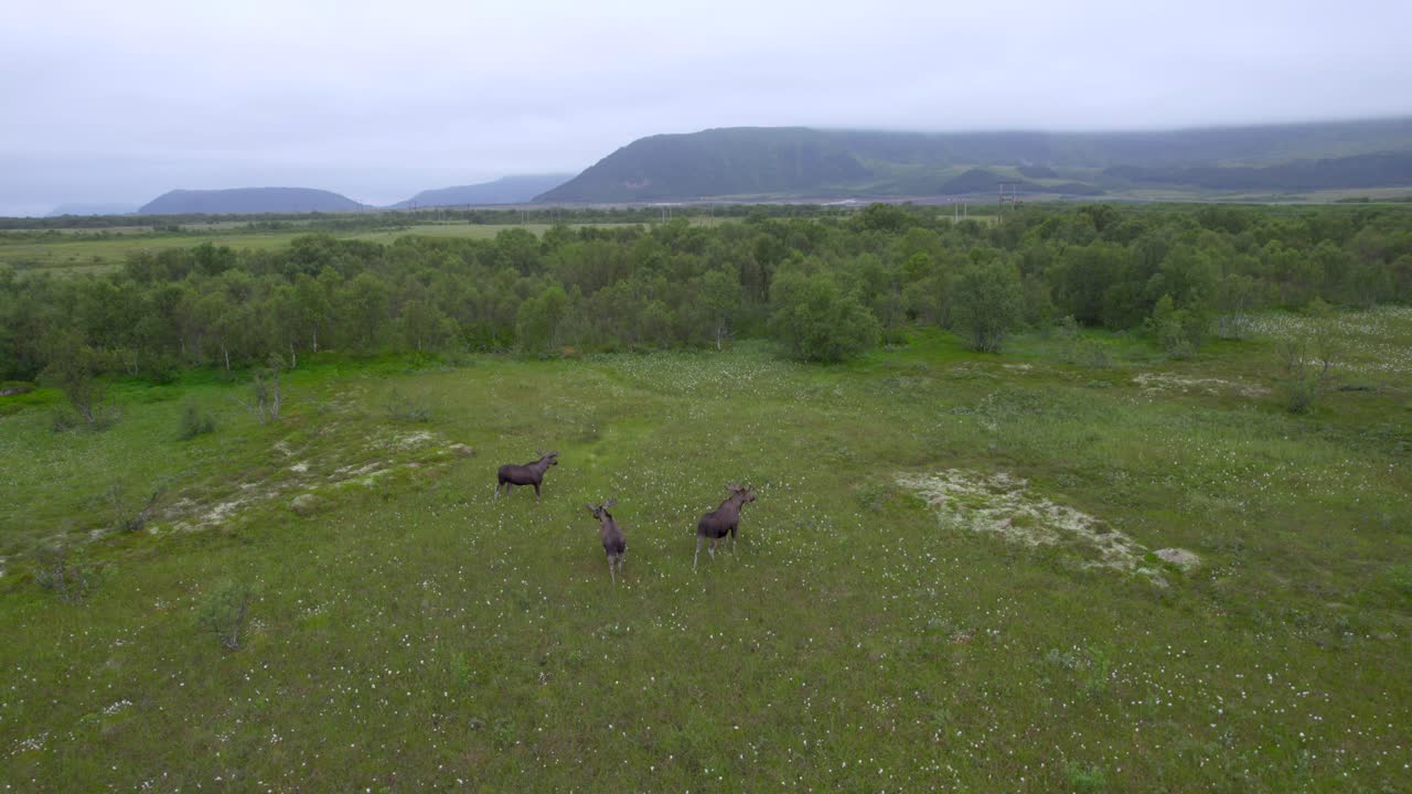 tres toros alces caminando en el paisaje de intercambio durante el verano