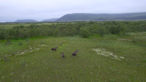 three moose bull walking in swap landscape during summer