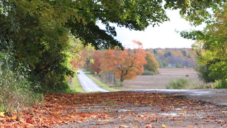 Autumn-Road-and-Trees-4K