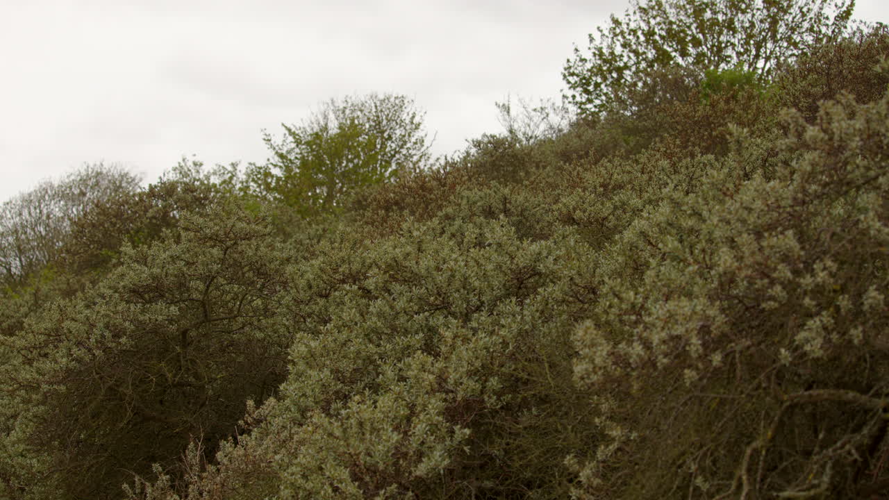 wide shot of vegetation bushes growing on sand dunes at mud flats near Saltfleet, Louth, Lincolnshire