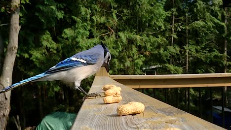 super slow motion feeding of blue jay swallowing whole peanuts in shells