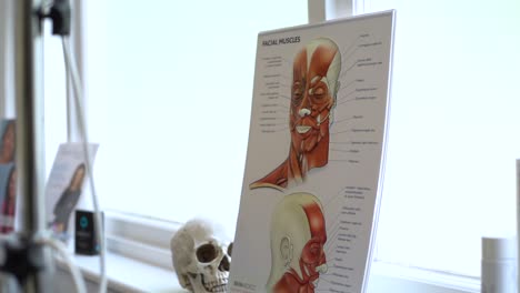 Gesichtsmuskel-Anatomiedekoration-Des-Menschlichen-Gesichts-In-Der-Kosmetikerin