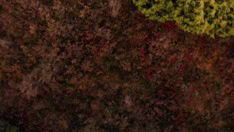 hovering over a typical moorland in the netherlands with juniper trees and the ground covered in heather plants