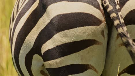 slow motion shot of close up shot of zebra behind back with tail flicking vigorously, african wildlife in maasai mara national reserve, kenya, africa safari animals in masai mara north conservancy