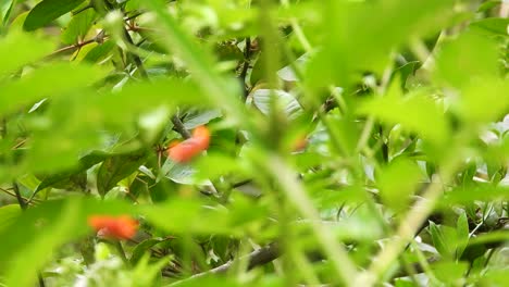 pequeño pájaro come fruta escondida en la copa del árbol, saltando en las ramas, observando aves