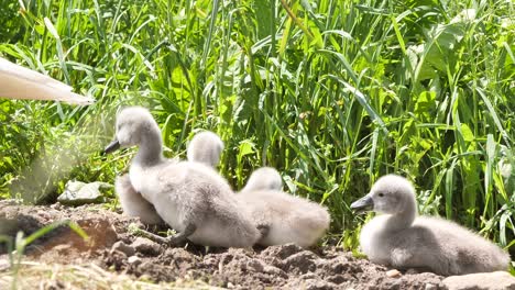 Hausbesetzer-Süße-Junge-Schwäne,-Die-Auf-Dem-Feld-An-Den-Pflanzen-Fressen