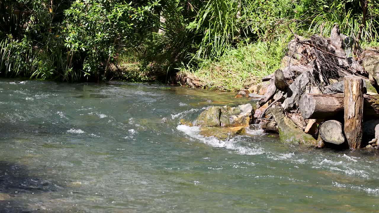 A tranquil creek flows over rocks and logs in a lush, sunlit forest landscape