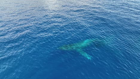 primer plano de ángulo bajo de una ballena nadando justo debajo de la superficie del agua como un submarino antes de salir a la superficie para respirar