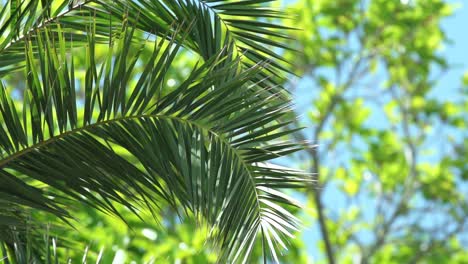 Tiro-En-Cámara-Lenta-Hojas-De-Palmera-Verde-Vibrante-Balanceándose-Suavemente-En-El-Viento