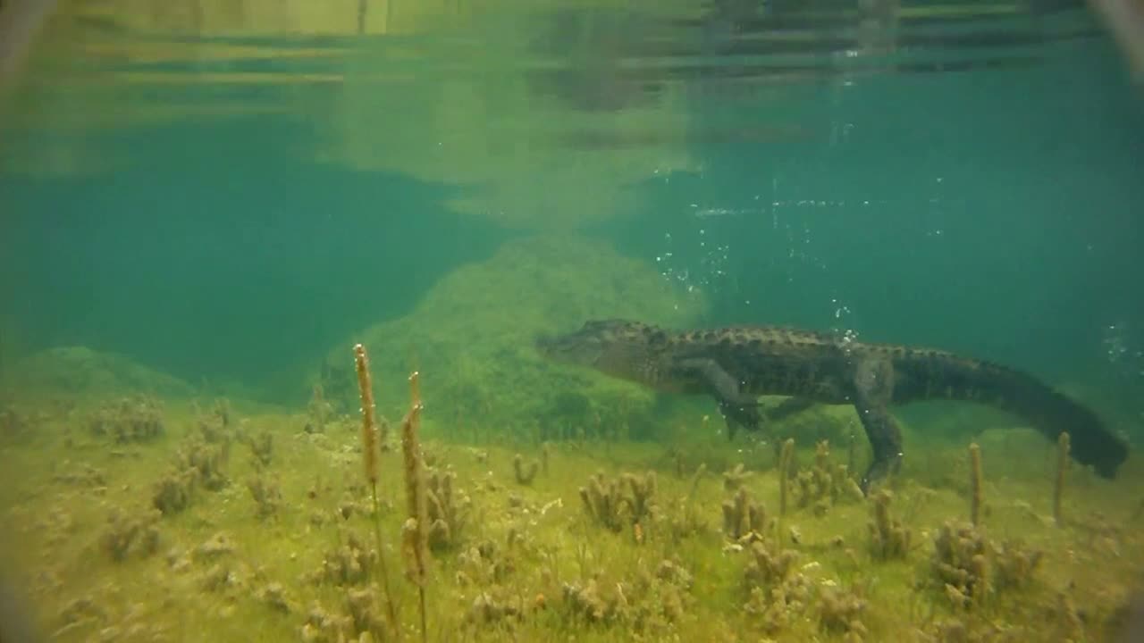 악어가 물속에서 헤엄치고 있다