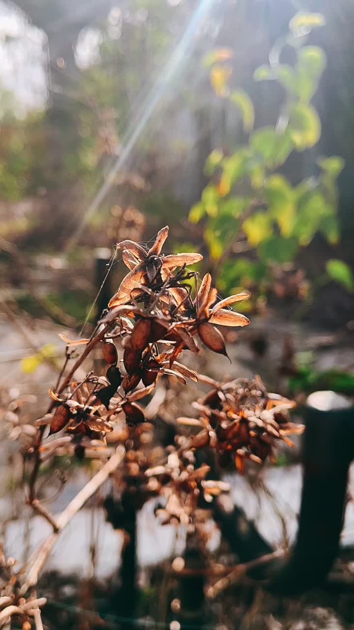 Dried Flowers in Sunlight