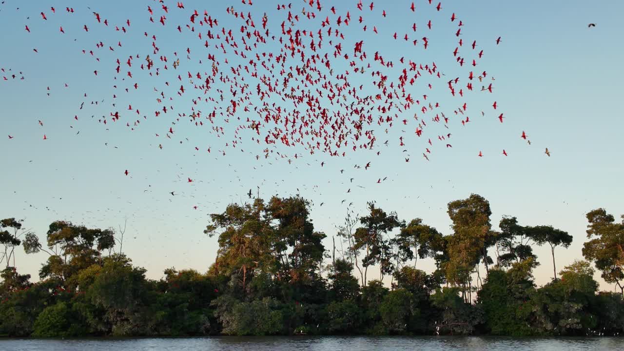 Fock Of The Guaras At Parnaiba In Piaui Brazil. Seabirds Riverside. Wildlife Landscape. Piaui Brazil. Parnaiba Delta Phenomenon. Fock Of The Guaras At Parnaiba In Piaui Brazil. Parnaiba Delta