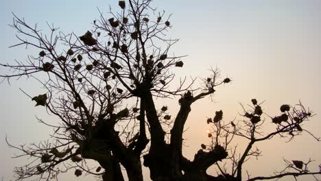 Los-Nidos-De-Hormigas-En-Un-árbol-Se-Recortan-Contra-El-Cielo-En-Los-Humedales-De-Bangladesh