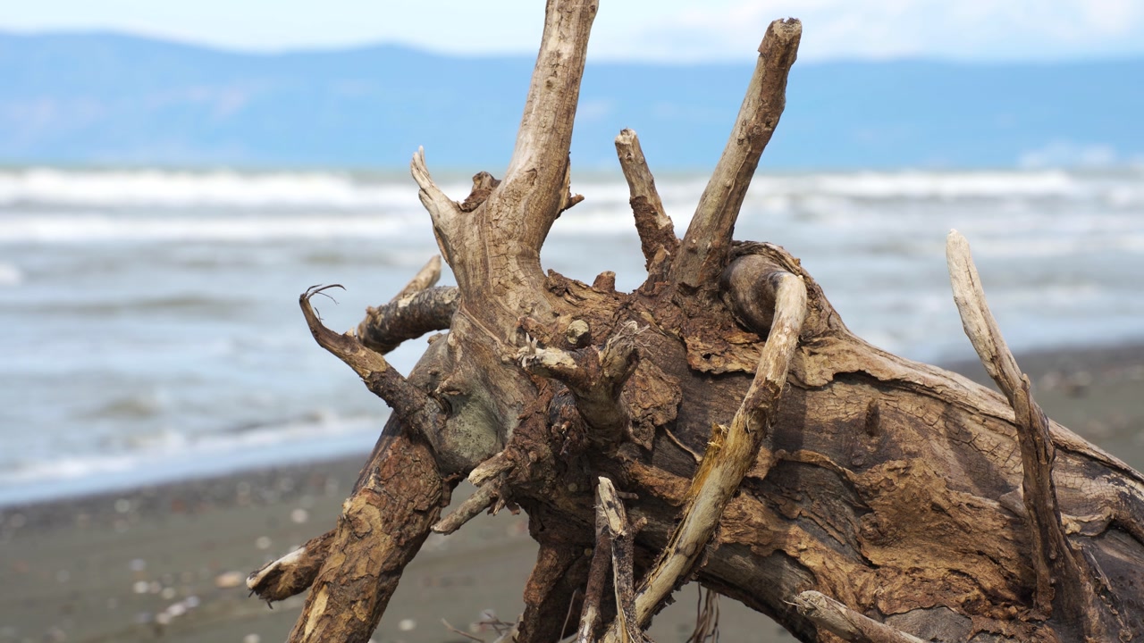 Dried Tree Trunk on Abandoned Wild Beach with White Sea Waves Crashing in the Background