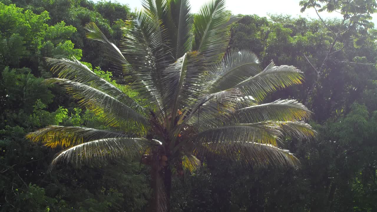 palmera que sopla en el viento en la isla grande de hawaii
