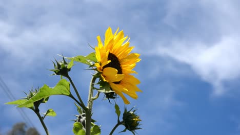 Schöne-Sonnenblume-Mit-Blauem-Hintergrund-Des-Klaren-Himmels