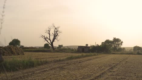 Toma-Panorámica-De-Una-Granja-De-Trigo-Cosechado-Con-Una-Cabaña-Durante-La-Hora-Dorada-En-El-Norte-De-La-India.