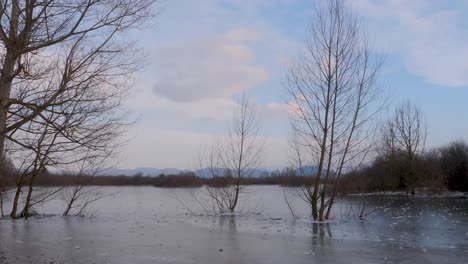 Bäume-Gefangen-Im-See-Gefroren