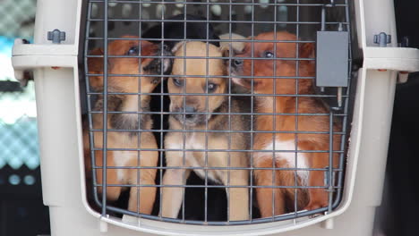 restless puppies in a cage at an animal shelter-1