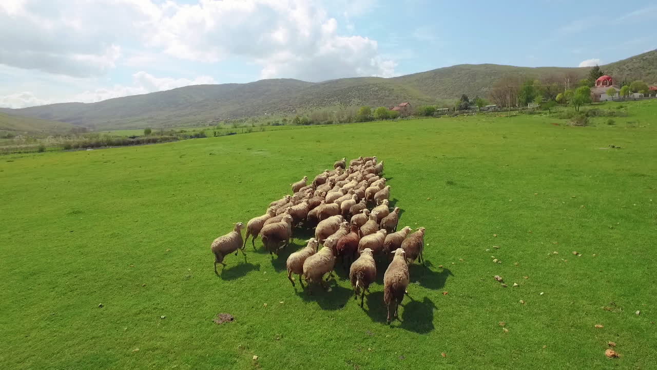 Veduta aerea su un campo agricolo con un gregge di pecore che pascola e corre.