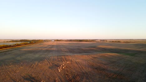 Luftaufnahme,-Die-Hoch-über-Der-Pronghorn-Antilopenherde-Fliegt,-Die-Während-Des-Sonnenuntergangs-über-Goldene-Felder-Im-Ländlichen-Alberta,-Kanada,-Läuft