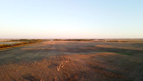 vista aérea volando por encima de la manada de antílopes berrendos corriendo sobre campos dorados en la zona rural de alberta, canadá durante la puesta de sol