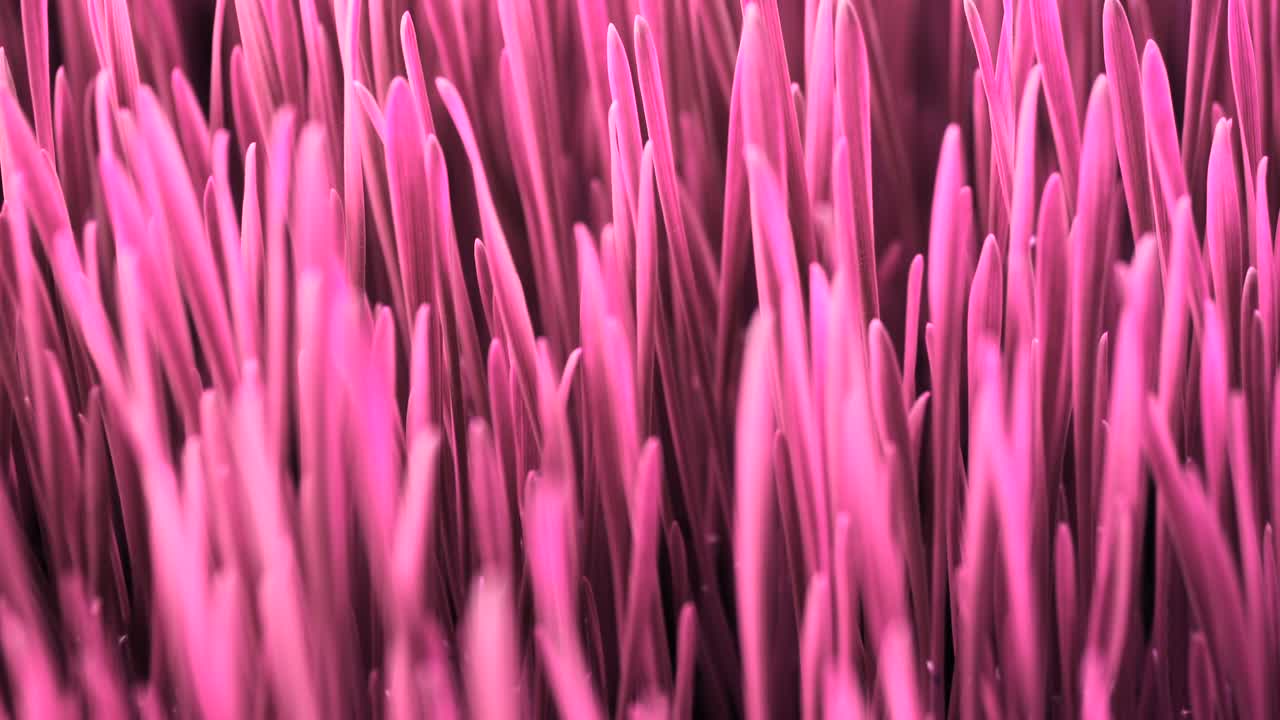 concepto de arte colorido con bucles, cultivo de plantas rosadas, diseño minimalista de stop motion, tendencia surrealista, magenta