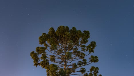 brazilian pine tree in starry night, earth rotation timelapse capture